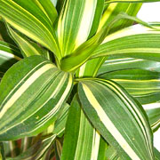 La dracena è una pianta che assorbe le sostanze tossiche presenti in smalti, cosmetici e prodotti per il corpo