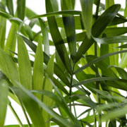 La palma di bambù è un filtro naturale contro benzene e trielina