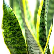 La Sanseveria è una pianta che depura l'aria dalle sostanze nocive che inquinano il Nail Center